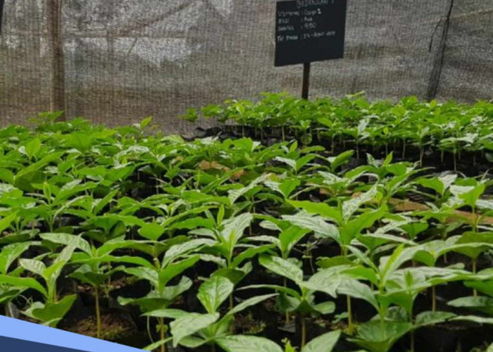 Tips Menanam Kopi Menggunakan Metode Pagar, Cepat Panen Cuan Datang