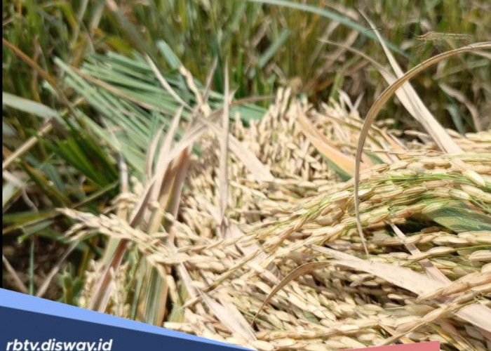 Bantuan untuk Petani di Kabupaten Kaur, Ada 800 Kilogram Benih Padi Gogo