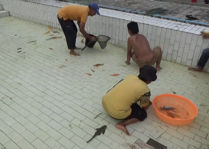 Dibangun dengan Anggaran Rp 700 Juta, Dewan Sorot Aset Kolam Renang jadi Peternakan Ikan