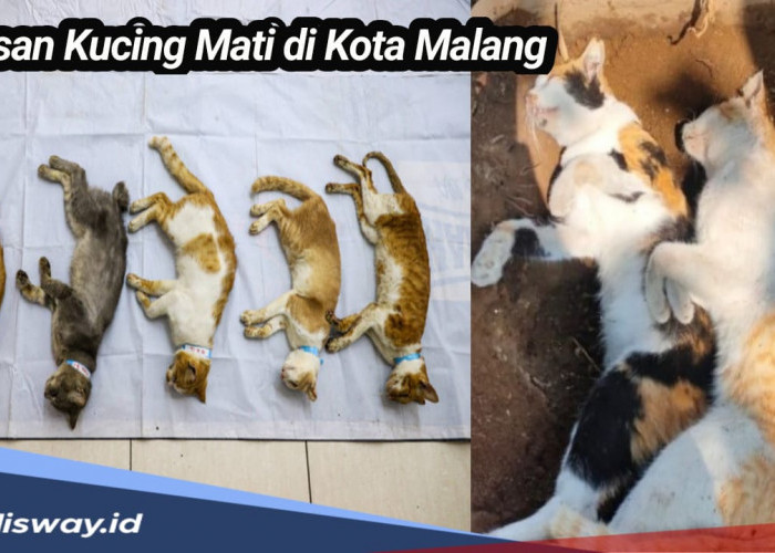 Rupanya Ini Penyebab Kucing Mati Massal di Kota Malang, Bagi yang Punya Anabul Harus Lebih Waspada 