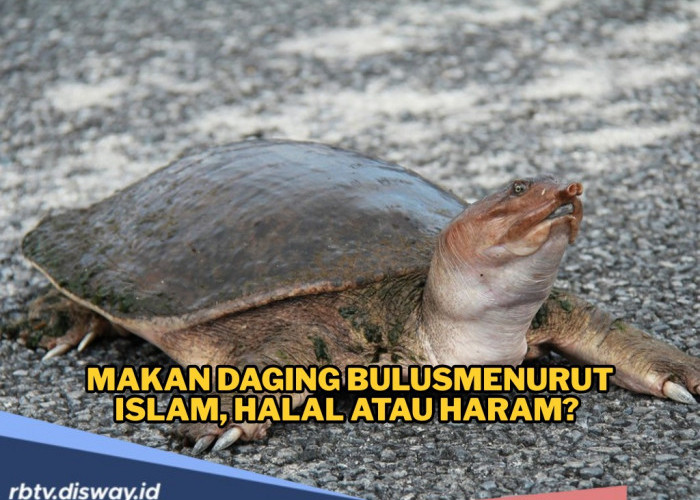 Halalkah Memakan Daging Bulus Menurut Islam? Ini Penjelasannya