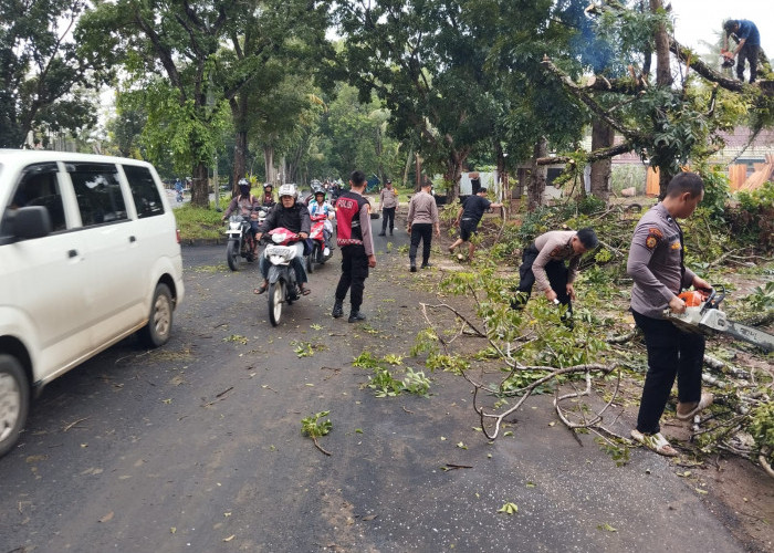 Dua Mobil Tabrak Pohon di Tengah Jalan, Kejadian di Jalan Jenggalu Kota Bengkulu