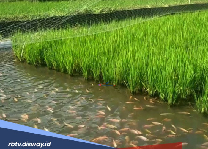 Fenomena Langkah, Ada Ratusan Ekor Ikan Hidup di Tengah Sawah, Padahal Kondisi Tanah Mengering