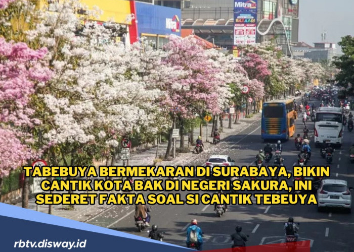 Berasa di Negeri Sakura, Ini Fakta Menarik Tentang Bunga Tabebuya yang Bermekaran di Surabaya