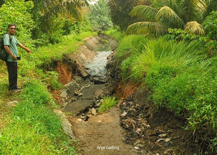 Irigasi Jebol, Ratusan Hektare Sawah di Seluma Selatan Terancam Gagal Tanam