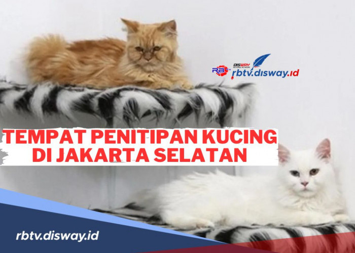 Tak Perlu Khawatir Si Anabul saat Mudik Lebaran! Ini Tempat Penitipan Kucing di Jakarta Selatan