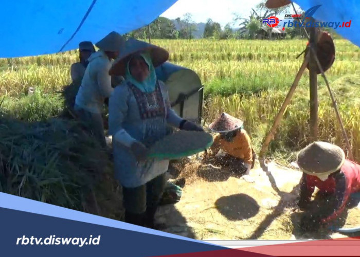 Produktivitas Menurun, Hasil Panen Petani di Bengkulu Utara Dinilai Jauh dari Ideal