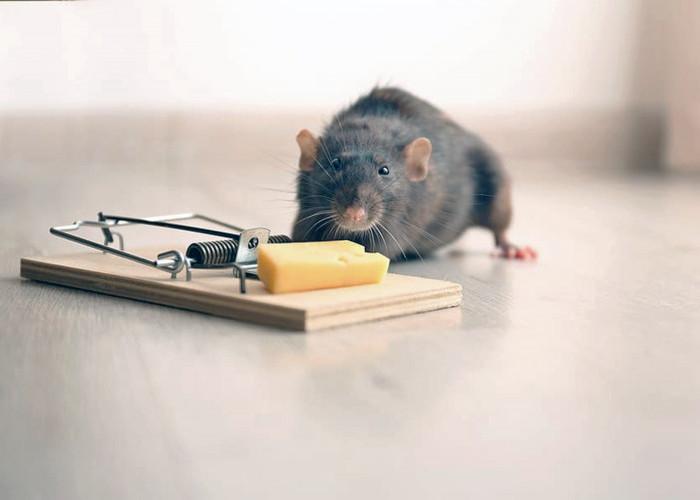 Tanpa Racun, Tanpa Bahan Dapur, 6 Tanaman Ini Bisa Mencegah Tikus Masuk Rumah
