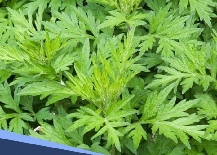 Belum Banyak yang Tahu, Begini Manfaat Daun Kenikir untuk Kesehatan dan Cara Mengolahnya