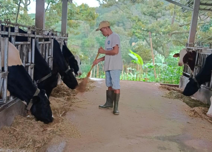 Dapat Pembiayaan dari BRI, Klaster Susu di Ponorogo Berhasil Tingkatkan Kapasitas Produksi