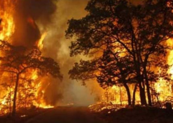 Saat El Nino Tahun 1997, Lebih 8 Juta Ha Lahan Terbakar, Indonesia Jadi Perhatian Dunia