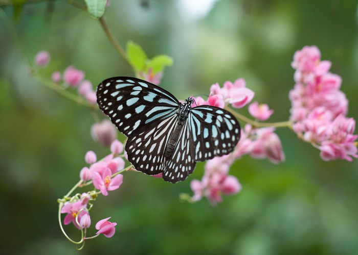 Kepercayaan Primbon Jawa Beda Artinya Kupu-kupu Masuk Rumah Siang atau Malam Hari