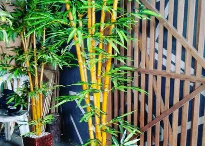 Mitos vs Fakta, Tanaman Bambu Kuning di Depan Rumah Disebut Bisa Mengusir Makhluk Halus