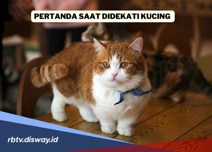 Ini Pertanda Saat Kamu Didekati Kucing: Ada Pesan Penting, Jangan Usir Dulu 