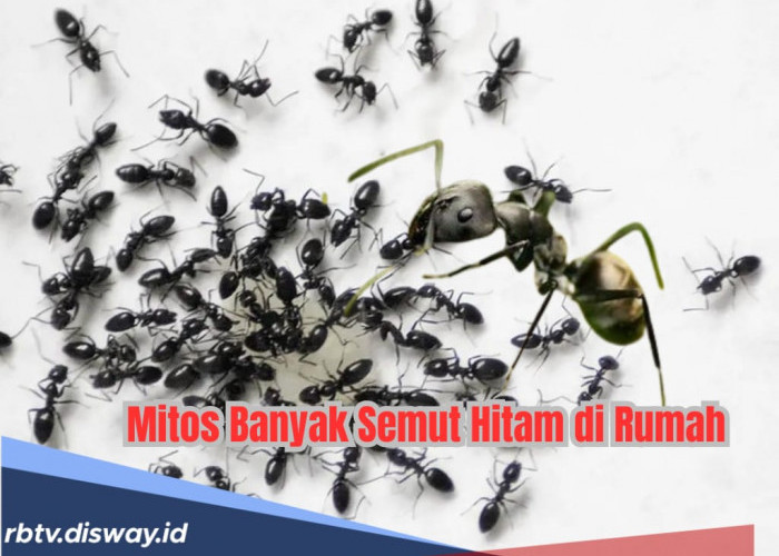 Jangan Dibunuh, jika Banyak Semut Hitam di Rumah Mitosnya Rezeki Mau Datang, Benarkah?