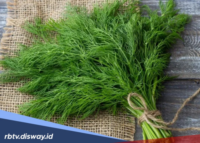 5 Manfaat Daun Adas untuk Kesehatan jika Rutin Dikonsumsi 