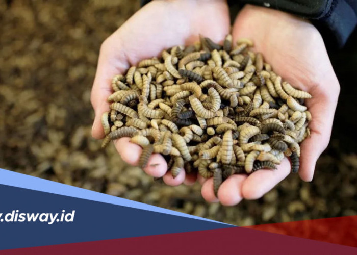 Budidaya Maggot, Cara Mudah Mengubah Sampah Jadi Pakan Bernilai