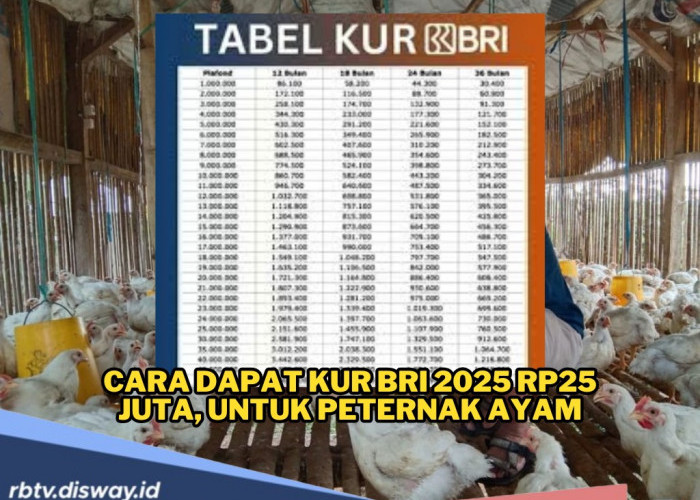 KUR BRI 2025 Bisa Diajukan UMKM yang Punya Usaha Ternak Ayam, Cek Angsuran Pinjaman Rp25 Juta di Sini