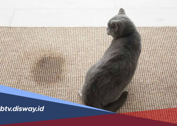 Aroma Alami yang Bikin Kucing Tidak Kencing Sembarangan