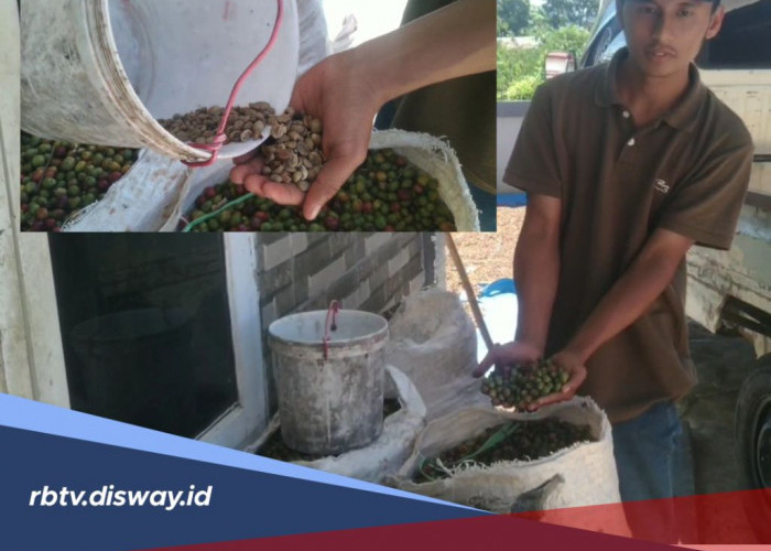 Sempat Tembus Rp185.000 per Kaleng, Kini Harga Kopi Basah di Pengepul Anjlok