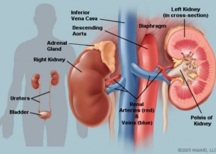 Tanda Awal Anda Mengidap Sakit Ginjal dan Obatnya