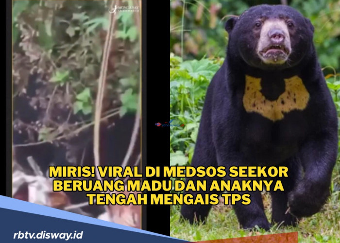 Miris! Viral di Medsos Seekor Beruang Madu dan Anaknya tengah Mengais TPS, Mencari Sisa Makanan