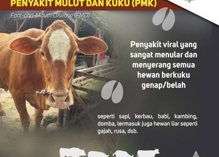 Puluhan Ekor Sapi di Kabupaten Seluma Terjangkit PMK, Pemprov Usul 61.575 Dosis Vaksin PMK