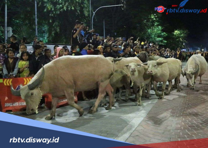 Bukan Sekadar Arak-arakan! Ini Sejarah Kebo Bule dalam Tradisi Malam Satu Suro 
