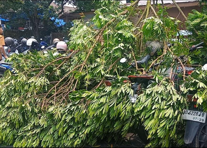 Angin Kencang, Dahan Pohon Patah Timpa Sejumlah Motor di Parkiran Kantor Bupati Rejang Lebong
