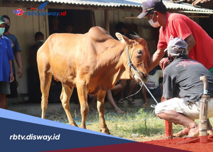 Apakah Orang yang Berkurban Dilarang Potong Kuku dan Rambut? Ini Ketentuannya