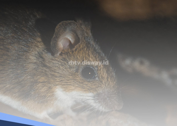 3 Cara Usir Tikus dari Dalam Rumah Menggunakan Kopi, Dijamin Ampuh
