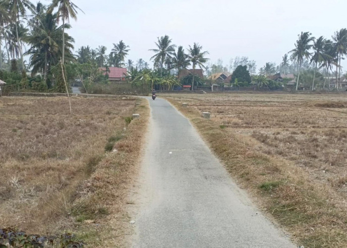 Dampak Kekeringan, Ribuan Hektare Lahan Sawah di Kabupaten Kaur Tidak Bisa Dimanfaatkan