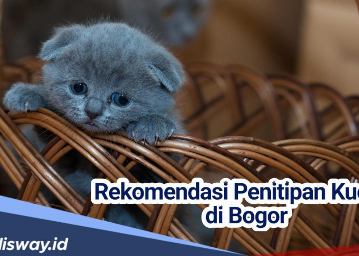 H-5 Lebaran, Rekomendasi Tempat Penitipan Kucing di Bogor Ini Mulai Penuh