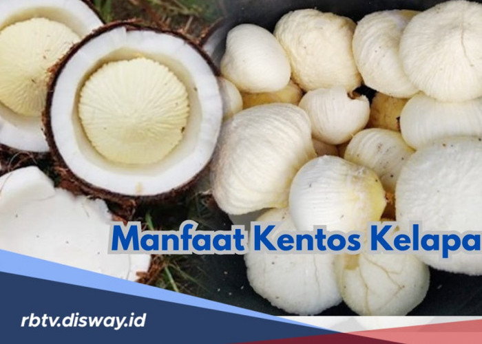 Jangan Dibuang, Ini 7 Manfaat Kentos Kelapa untuk Kesehatan Tubuh