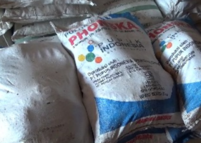 Mekanisme Penyaluran Pupuk Bersubsidi di Bengkulu Utara Tahun 2026 