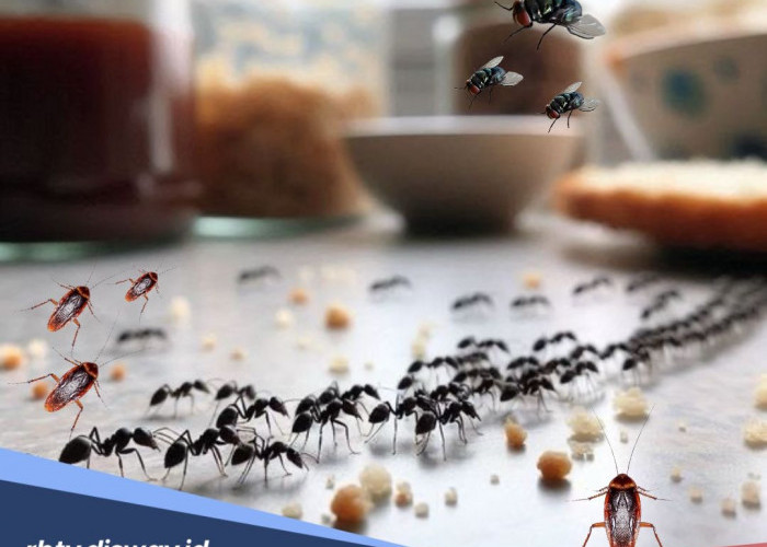 Cara Mengusir Semut, Lalat, dan Kecoak di Dapur Secara Alami Tanpa Racun Kimia
