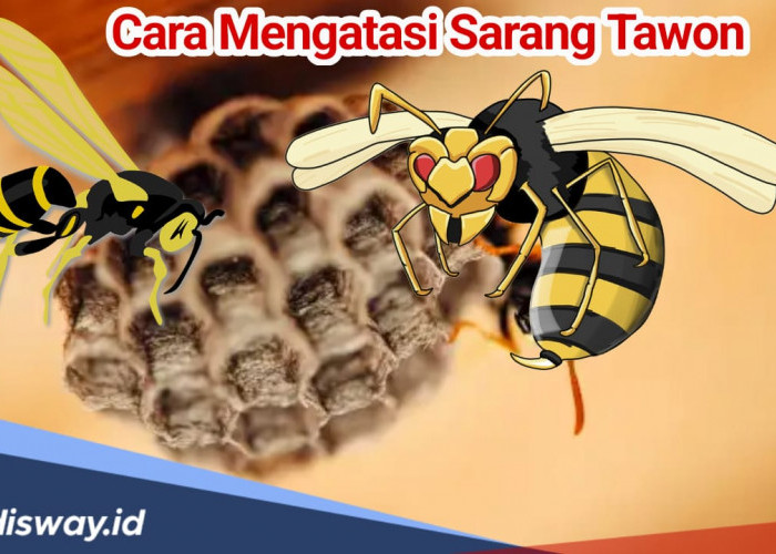 Jangan Buru-buru Panggil Damkar, Coba Cara Ini untuk Mengatasi Sarang Tawon di Rumah