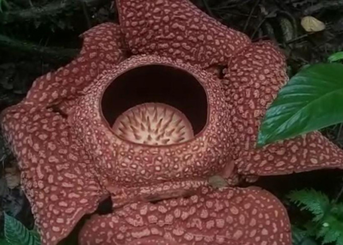 50 Bongkol Bunga Rafflesia Siap Mekar Di Batu Ampar Kedurang