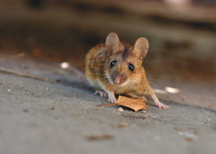 Ada Mitos jika Dikejar Tikus Berarti Segera Mendapat Celaka, Berikut Penjelasannya