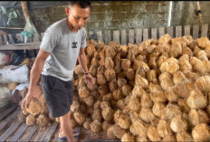 Petani Kelapa di Lebong Bisa Tersenyum, Kelapa Kualitas Baik Tembus Rp4.000 per Butir