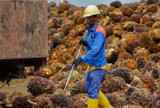 Harga TBS Kelapa Sawit Bengkulu Periode II April 2026