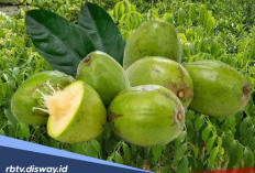 Buah Kedondong Punya Manfaat untuk Kesehatan? Cek Faktanya Berikut