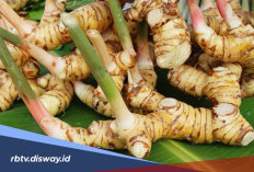  Manfaat Lengkuas untuk Kesehatan Tubuh Selain Jadi Bumbu Dapur 