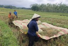 Tanaman Padi Diserang Kepinding Hitam, Hasil Panen Gabah di Bengkulu Utara Menyusut