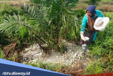 Tahapan dan Takaran Pemupukan Tanaman Kelapa Sawit Supaya Cepat Berbuah