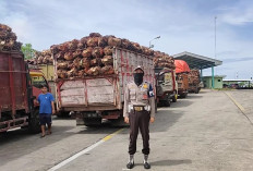 Harga TBS Sawit di Kabupaten Seluma Merosot, Petani dan Toke Merugi