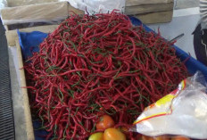 Cabai Merah di Bengkulu Utara Rp 65 Ribu per Kg, Waspada Kenaikan Jelang Nataru