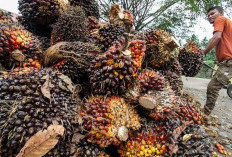 Petani Sawit di Bengkulu Merana Pasca Kebijakan  Ekspor Satu Pintu via BUMN, Harga TBS Sawit Terjun Bebas