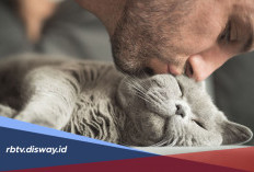 Cat Lover Wajib Tahu! Fakta Unik Kucing yang Bikin Makin Gemas