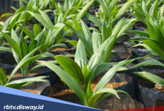 Jangan Sampai Menyesal, Ini 4 Ciri Bibit Kelapa Sawit yang Bagus Menurut Ahli